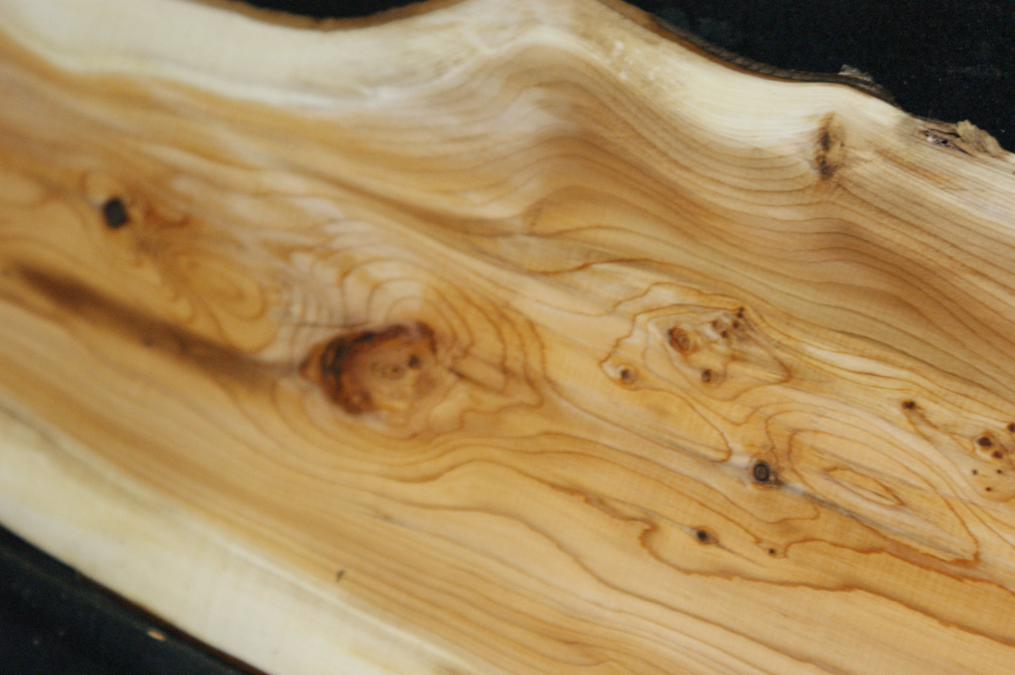 English Yew Shelf. (605)