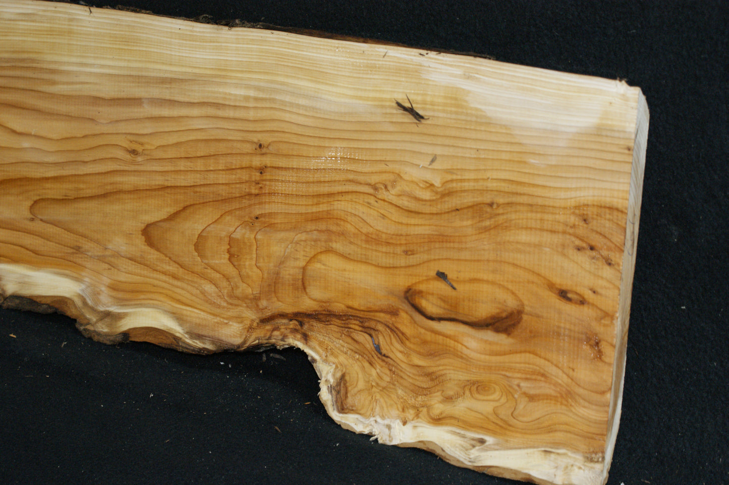 English Yew Shelf. (606)