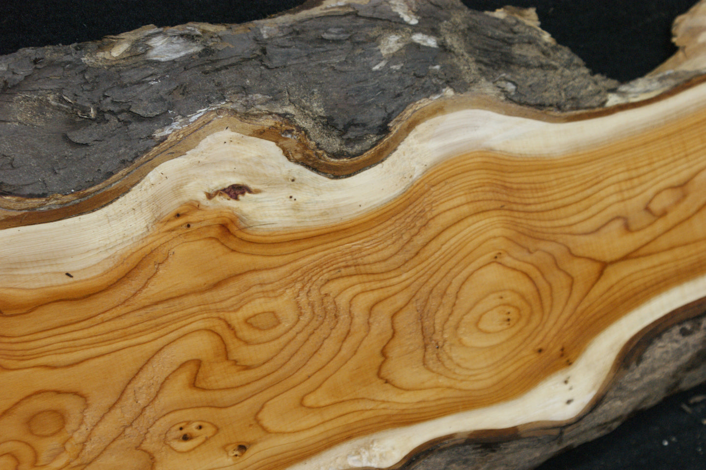 English Yew Shelf. (607)