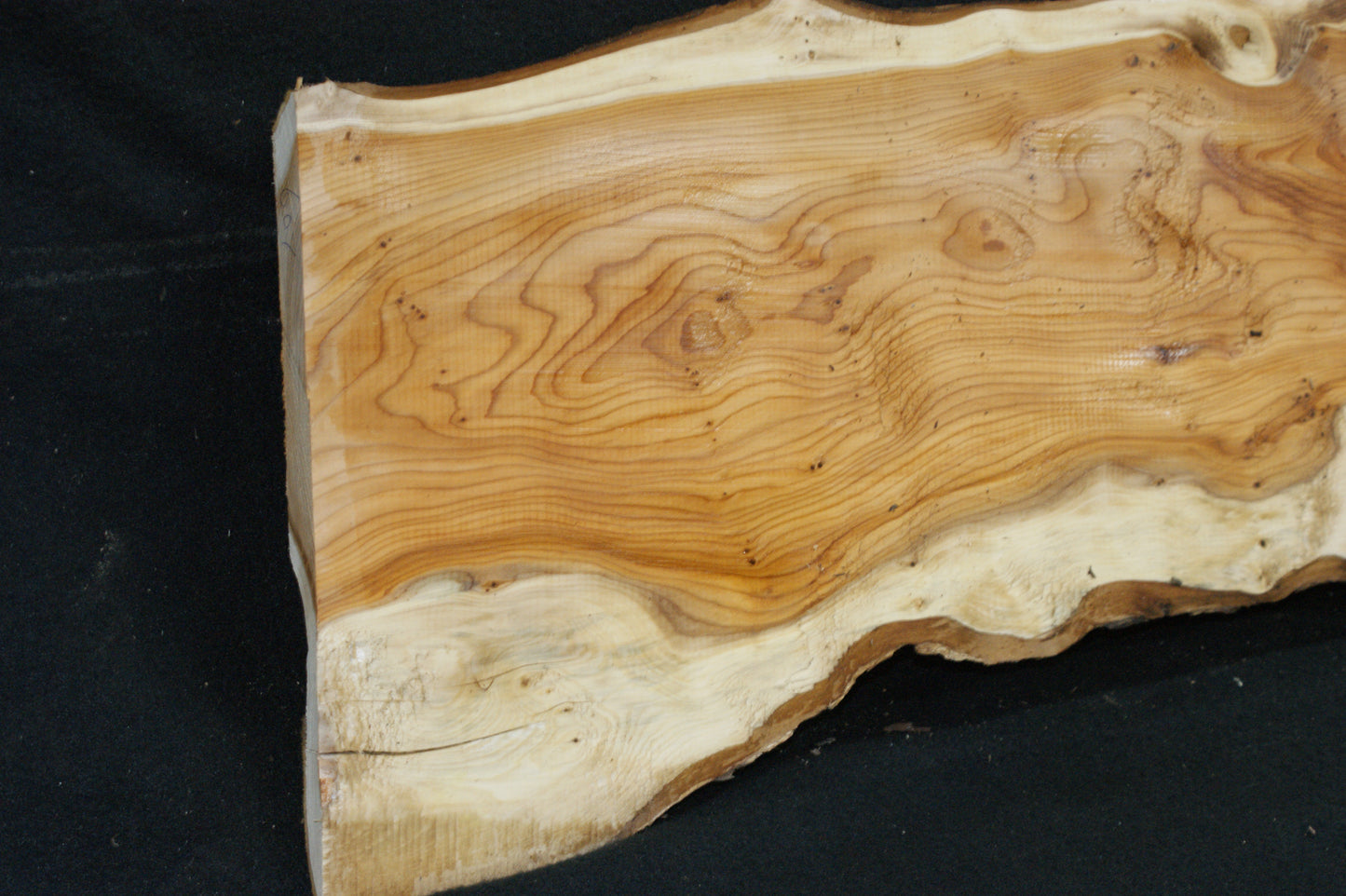 English Yew Shelf. (607)