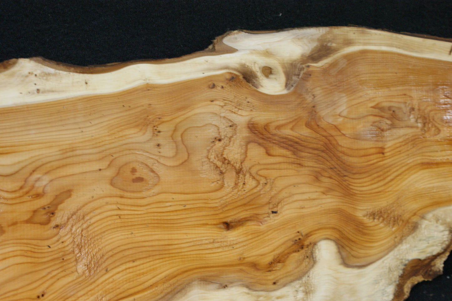 English Yew Shelf. (607)