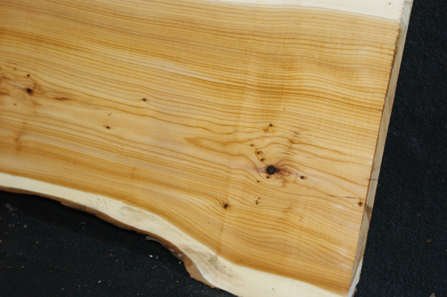 English Yew Shelf. (608)