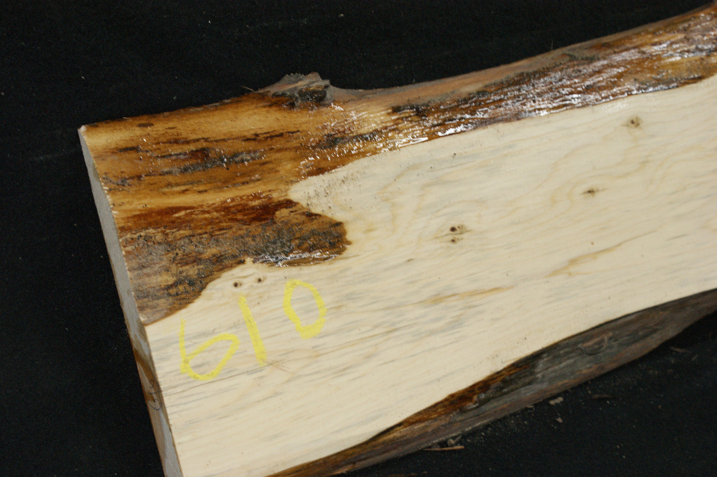 English Yew Shelf. (610)