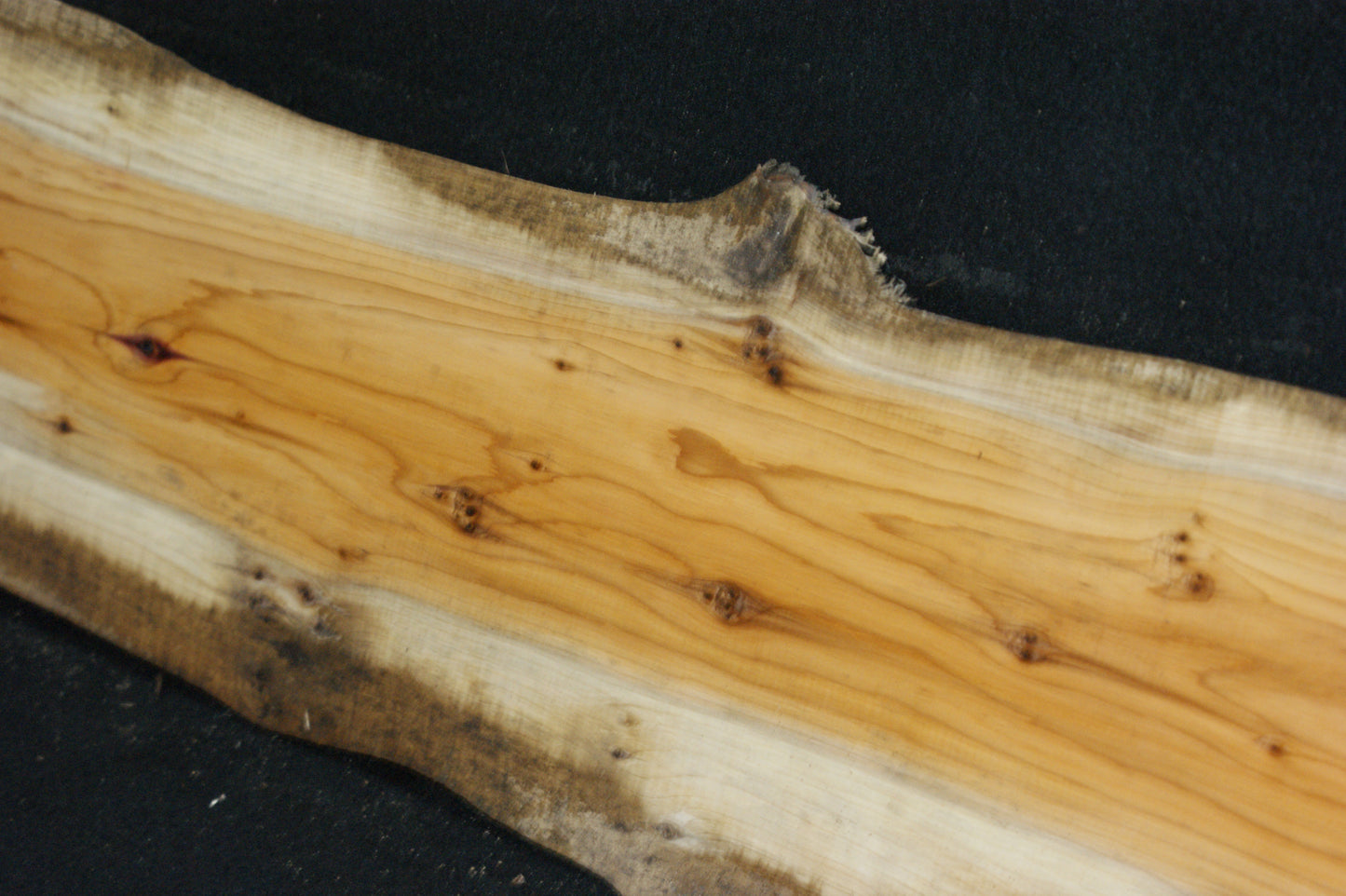 English Yew Shelf. (610)
