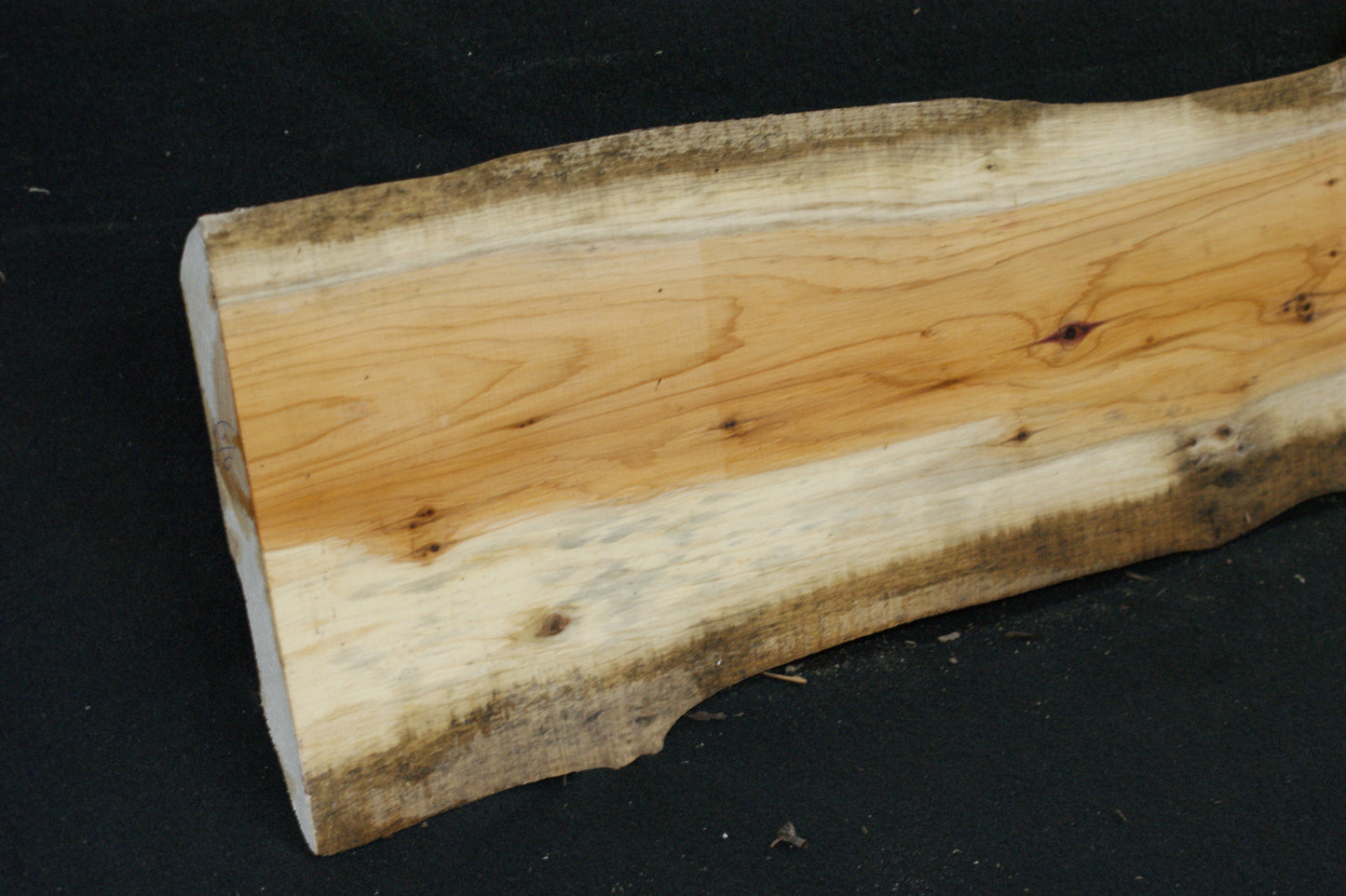 English Yew Shelf. (610)