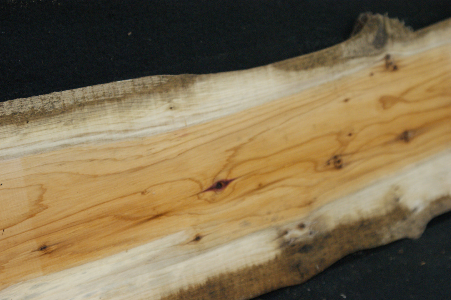 English Yew Shelf. (610)
