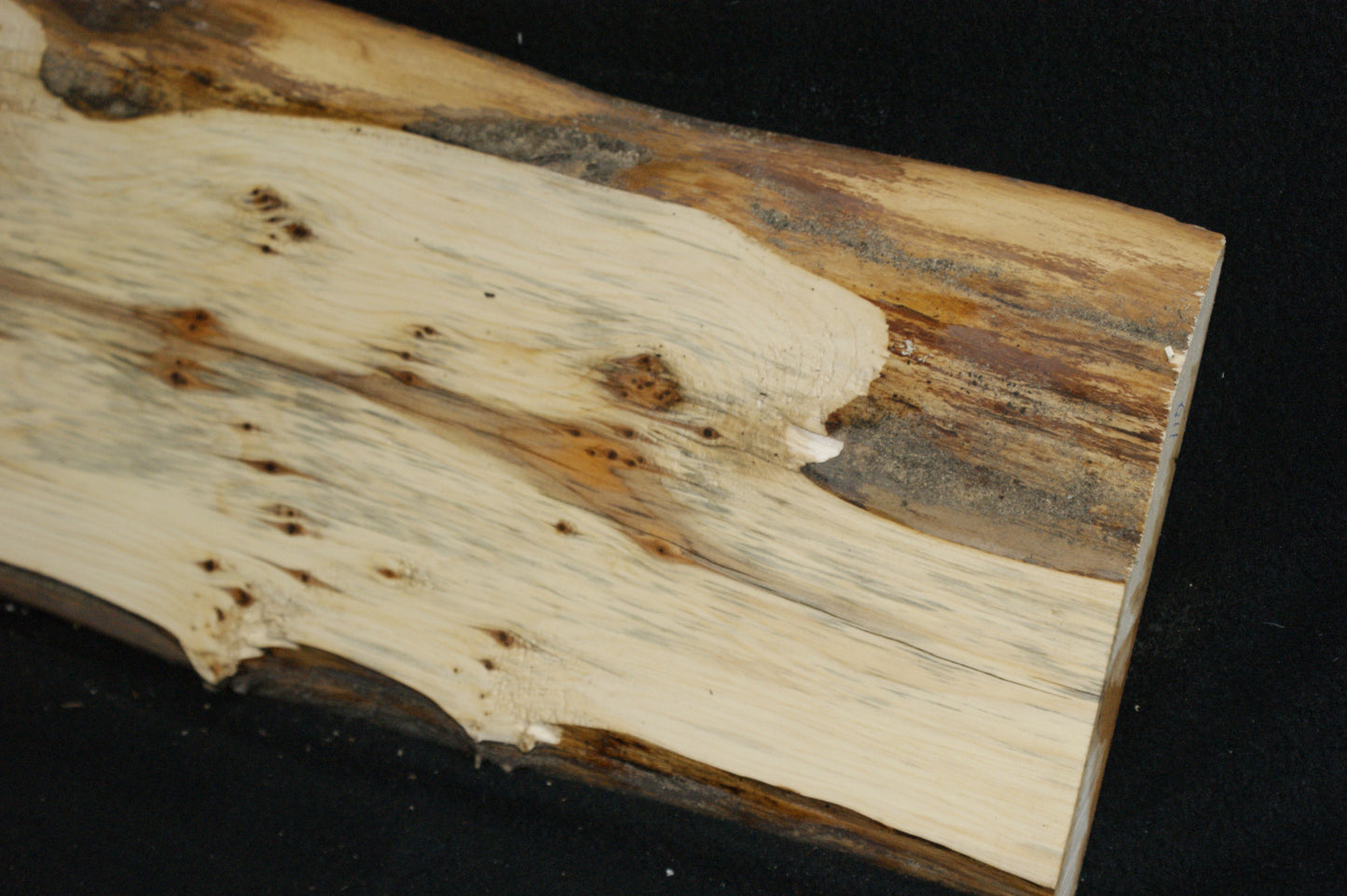 English Yew Shelf. (611)