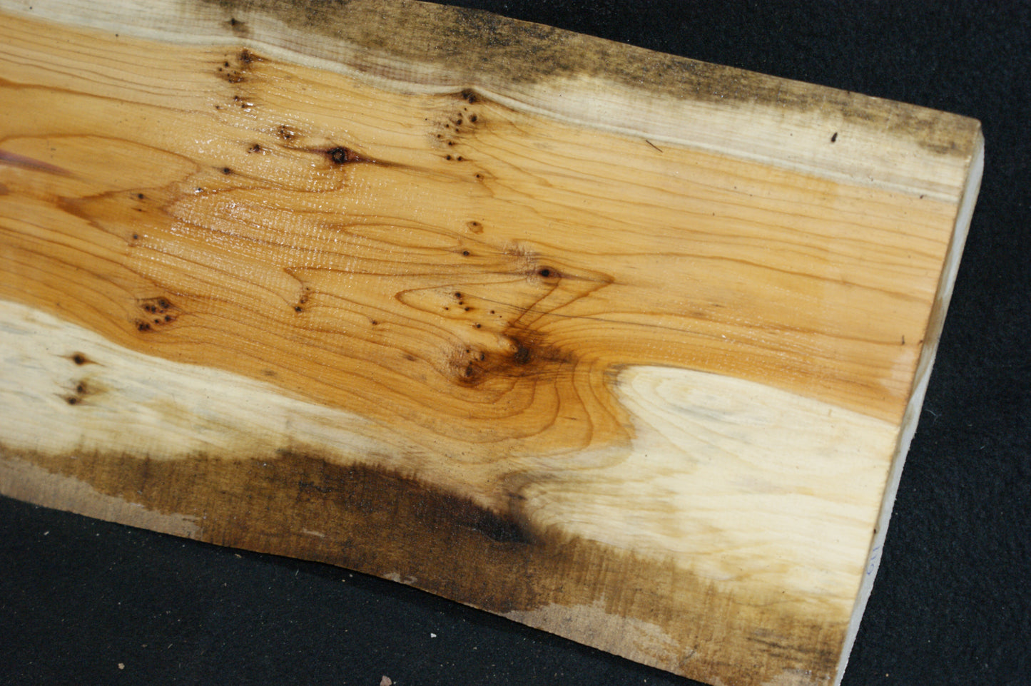 English Yew Shelf. (611)
