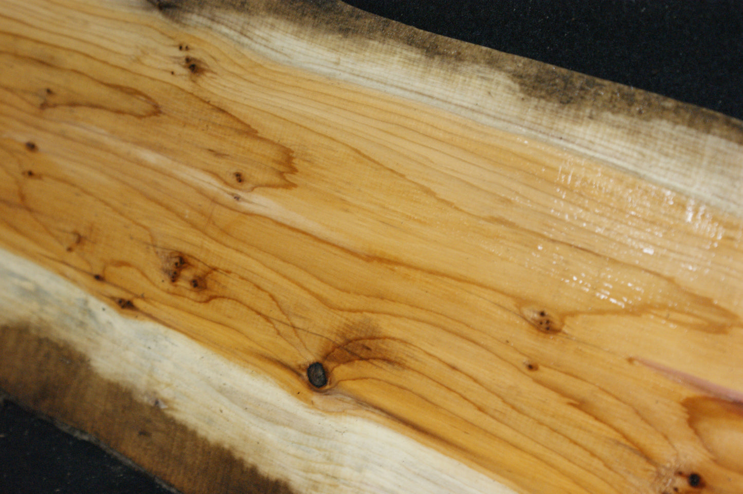English Yew Shelf. (611)