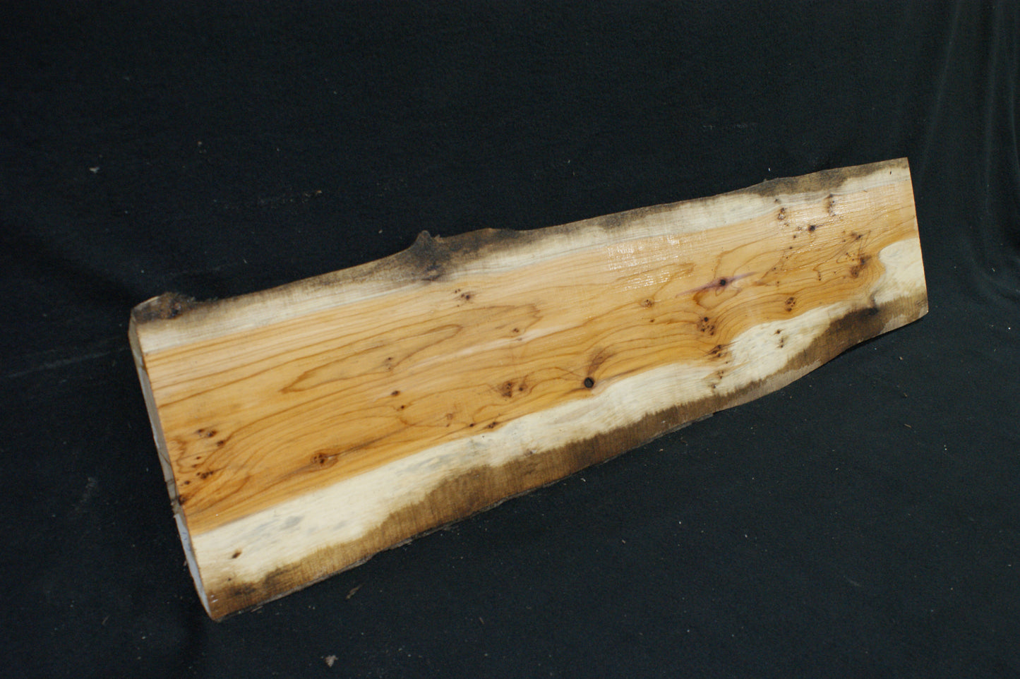 English Yew Shelf. (611)