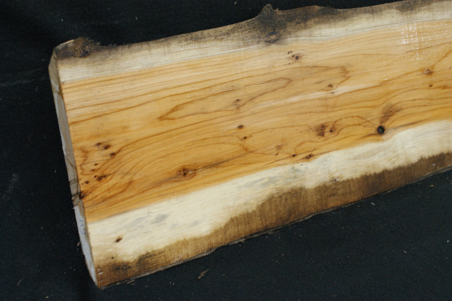 English Yew Shelf. (611)