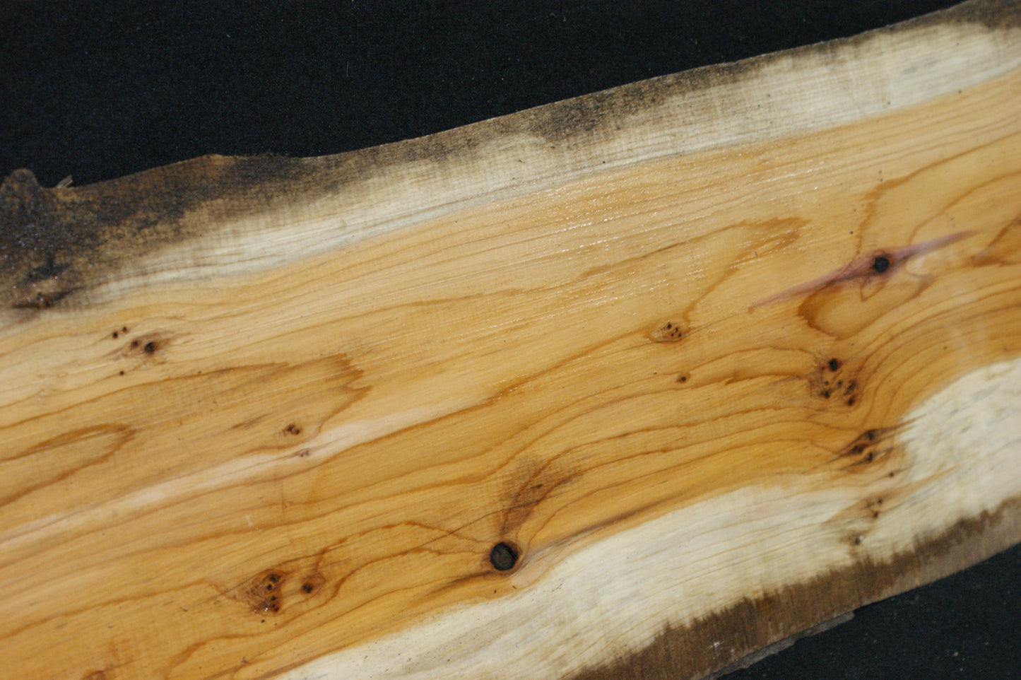 English Yew Shelf. (611)