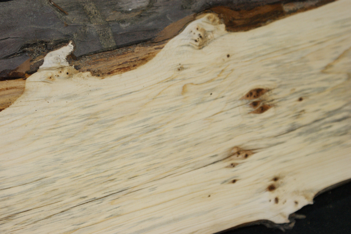 English Yew Shelf. (611)