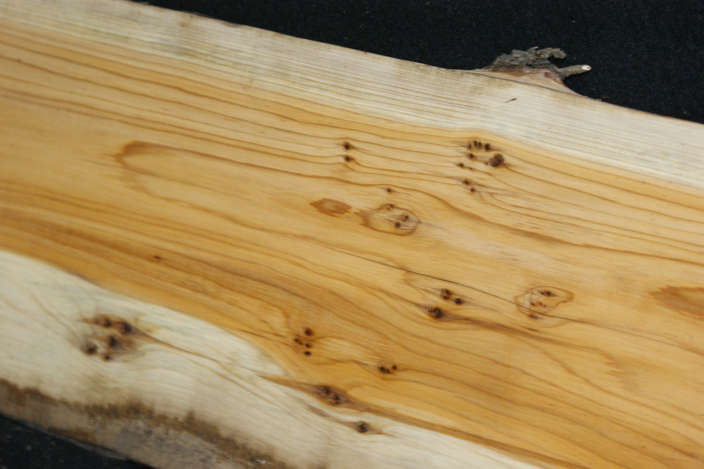 English Yew Shelf. (612)