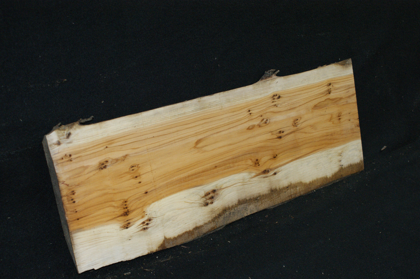 English Yew Shelf. (612)