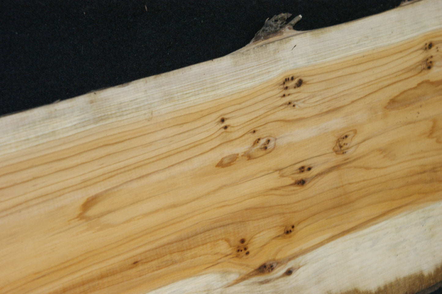 English Yew Shelf. (612)