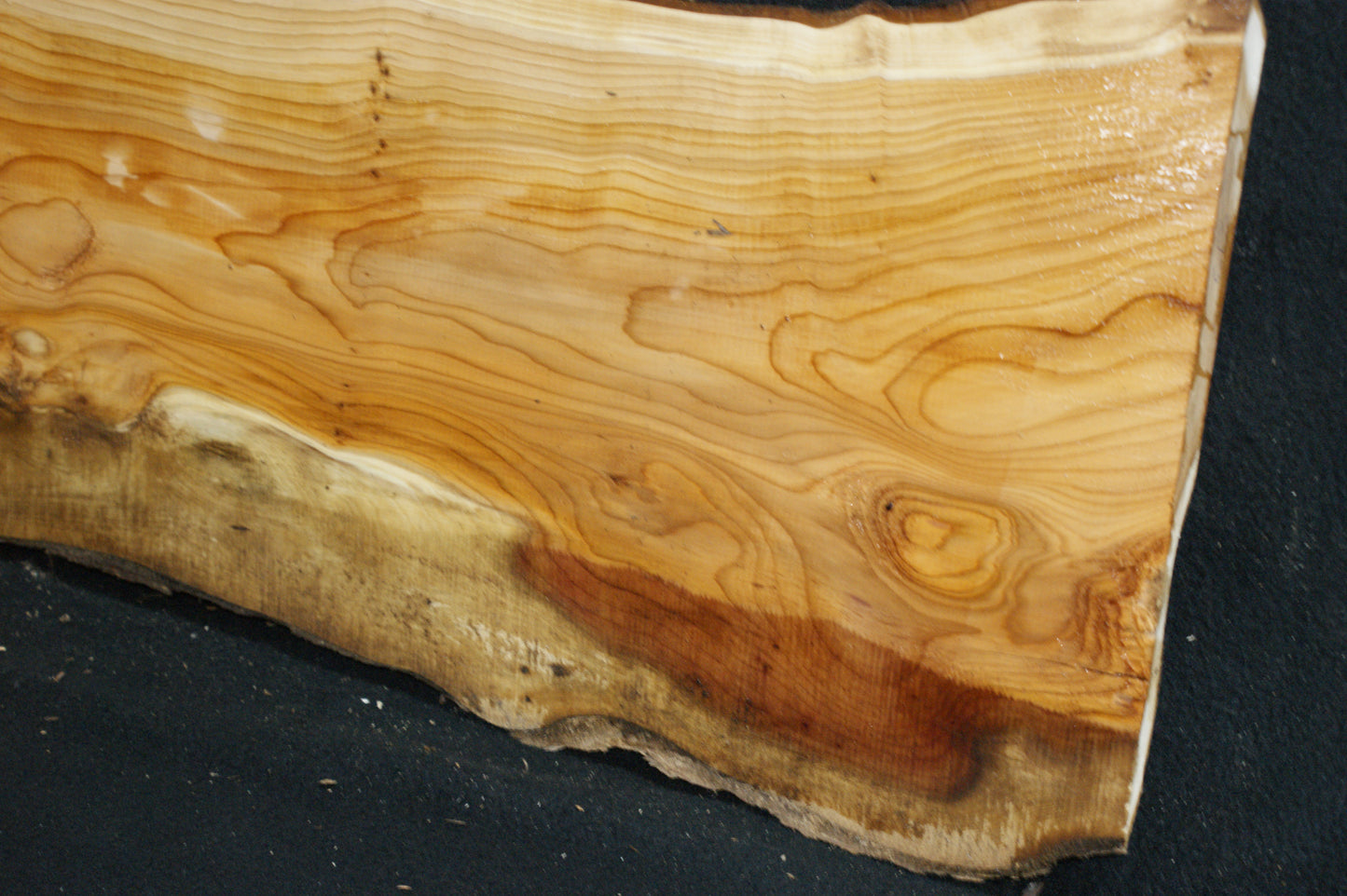 English Yew Shelf. (613)