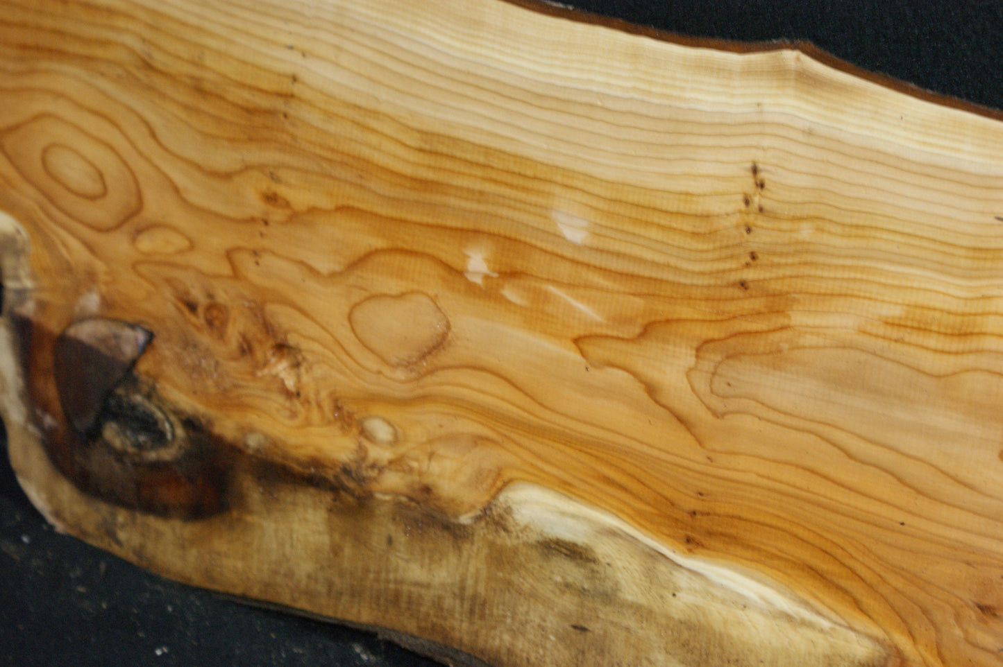English Yew Shelf. (613)