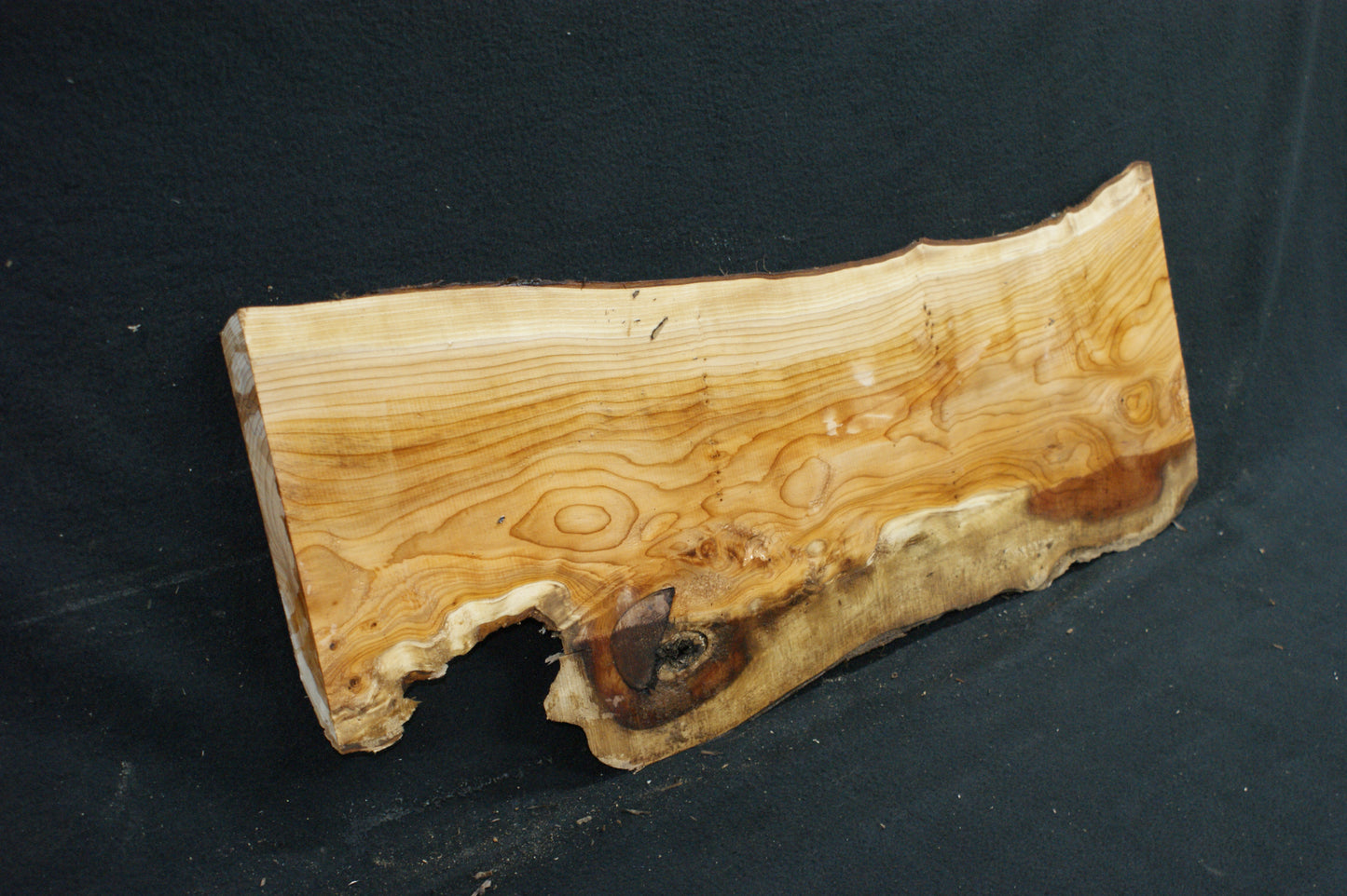 English Yew Shelf. (613)