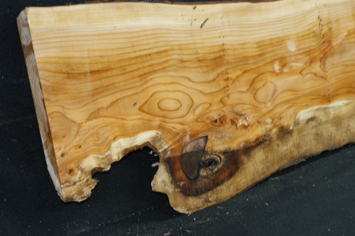 English Yew Shelf. (613)