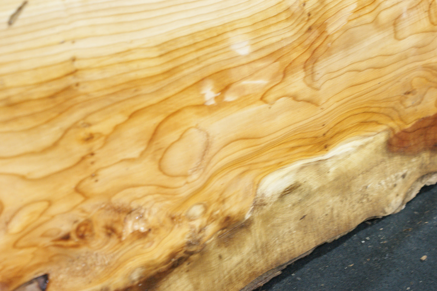 English Yew Shelf. (613)