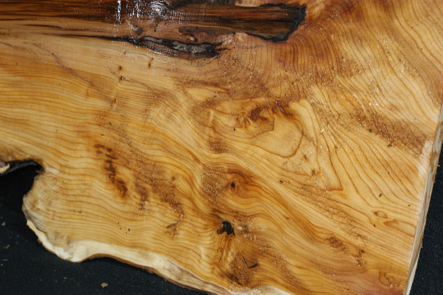 English Yew Shelf. (614)