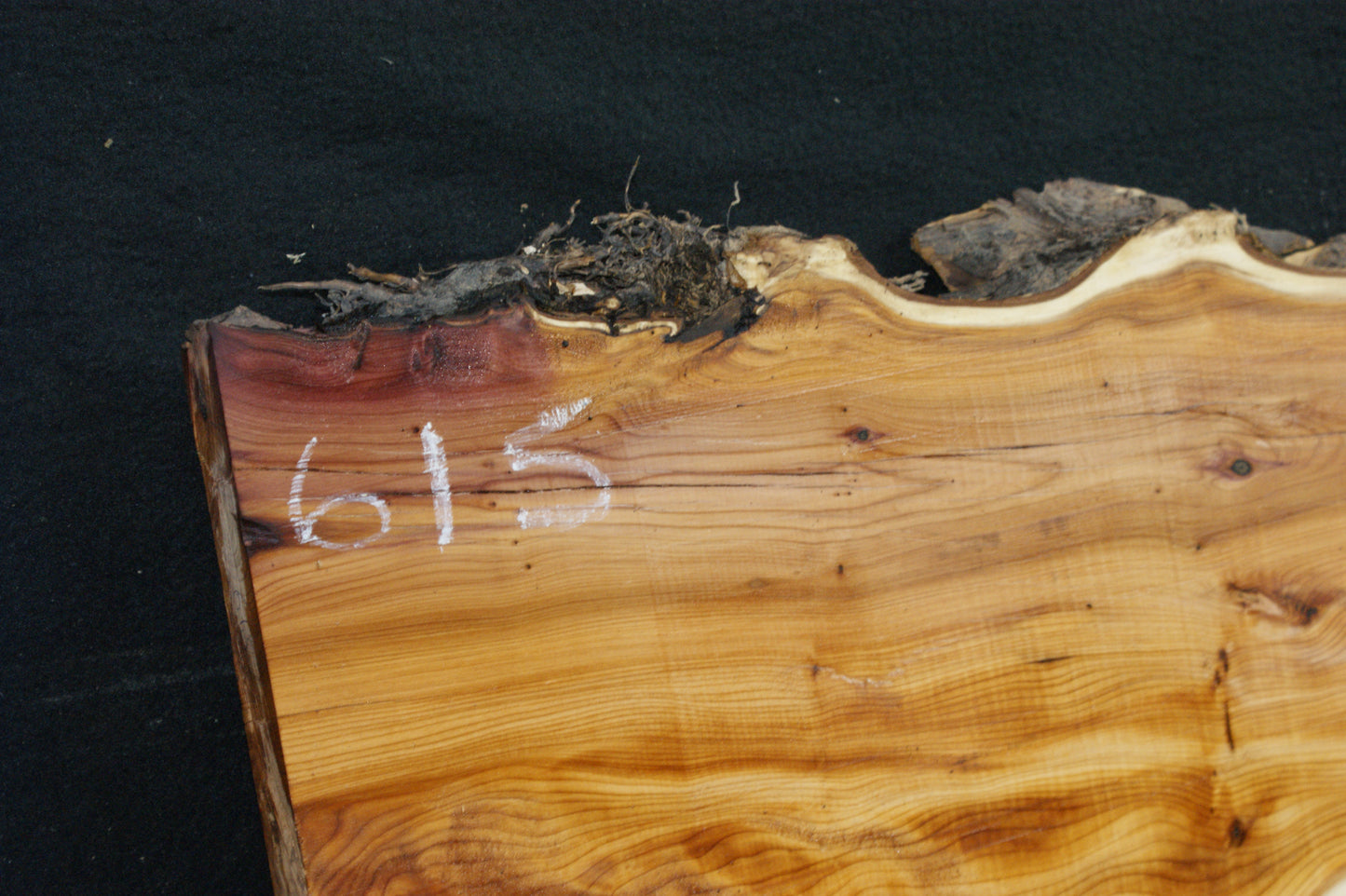 English Yew Shelf. (615)