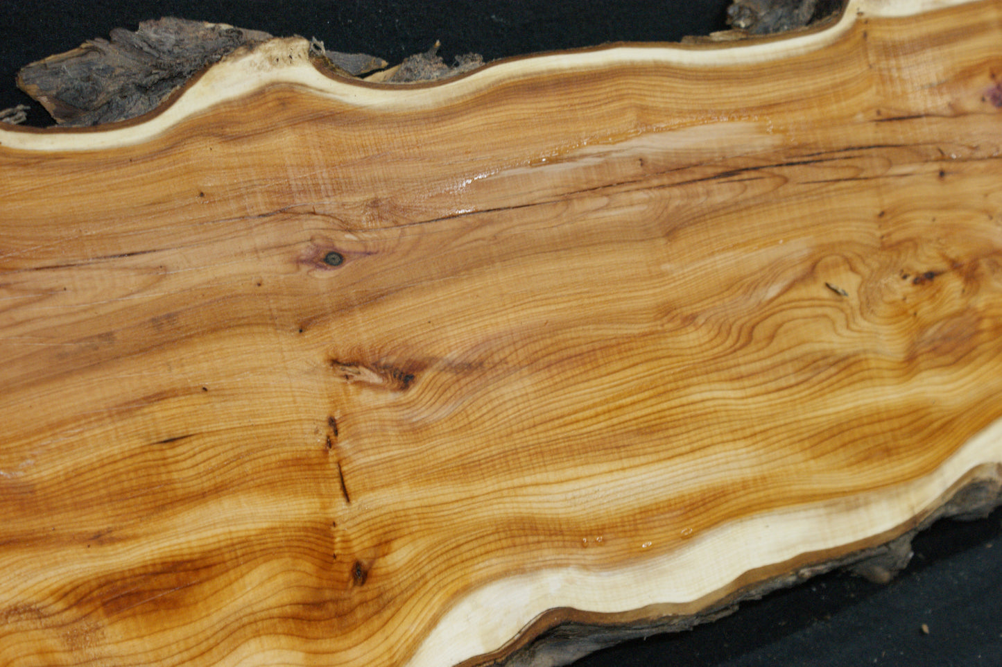 English Yew Shelf. (615)