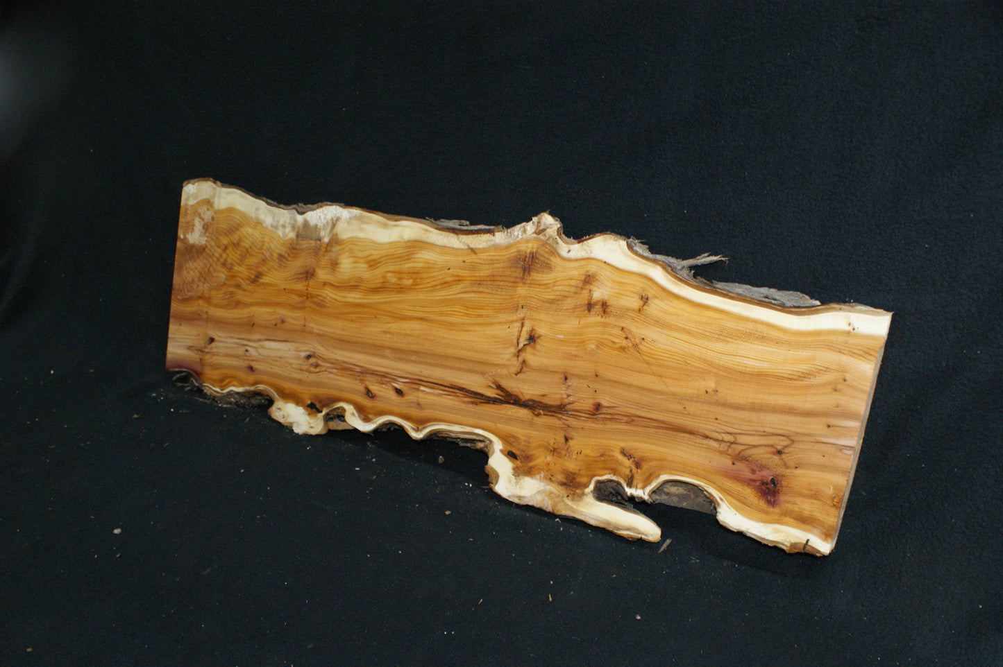 English Yew Shelf. (615)