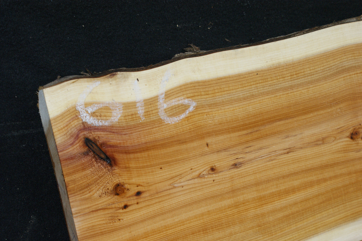 English Yew Shelf. (616)