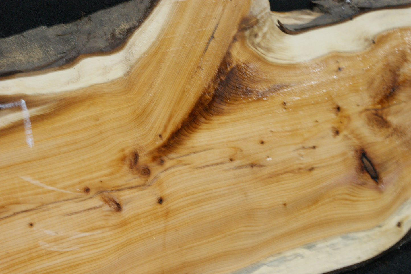 English Yew Shelf. (617)