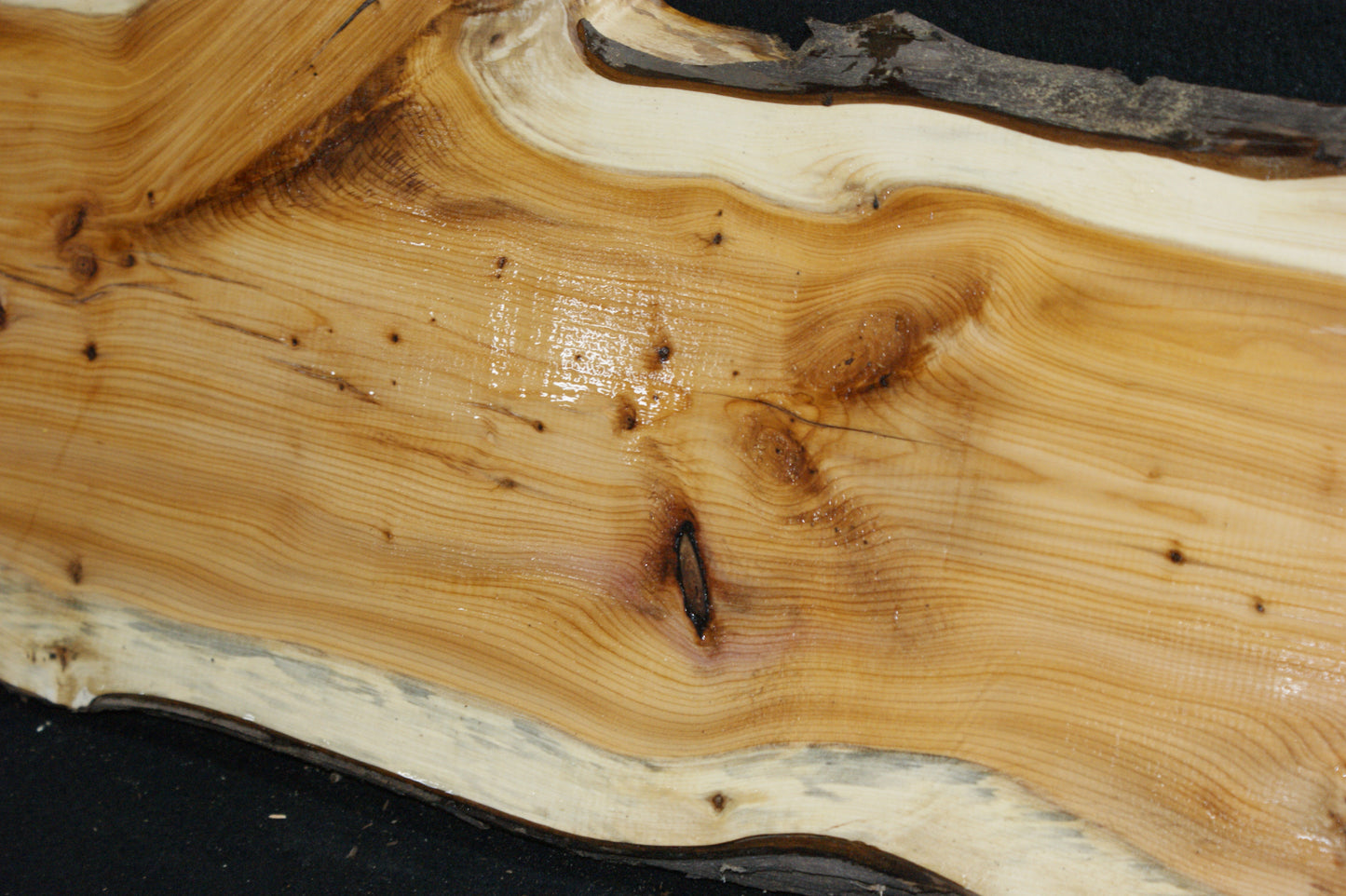English Yew Shelf. (617)