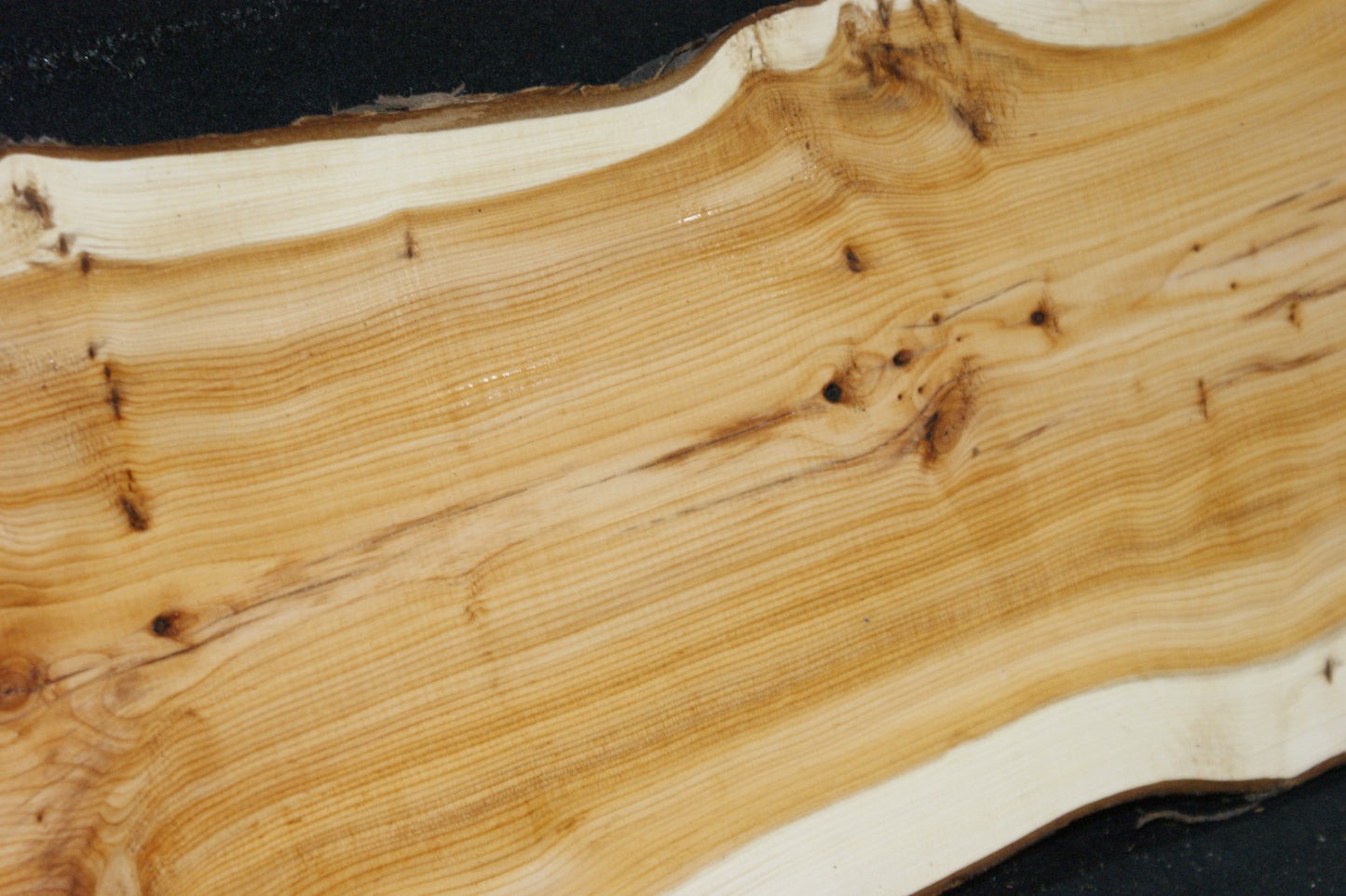 English Yew Shelf. (618)