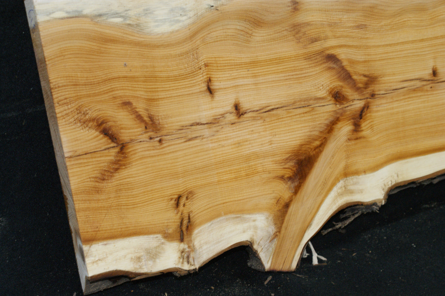English Yew Shelf. (618)