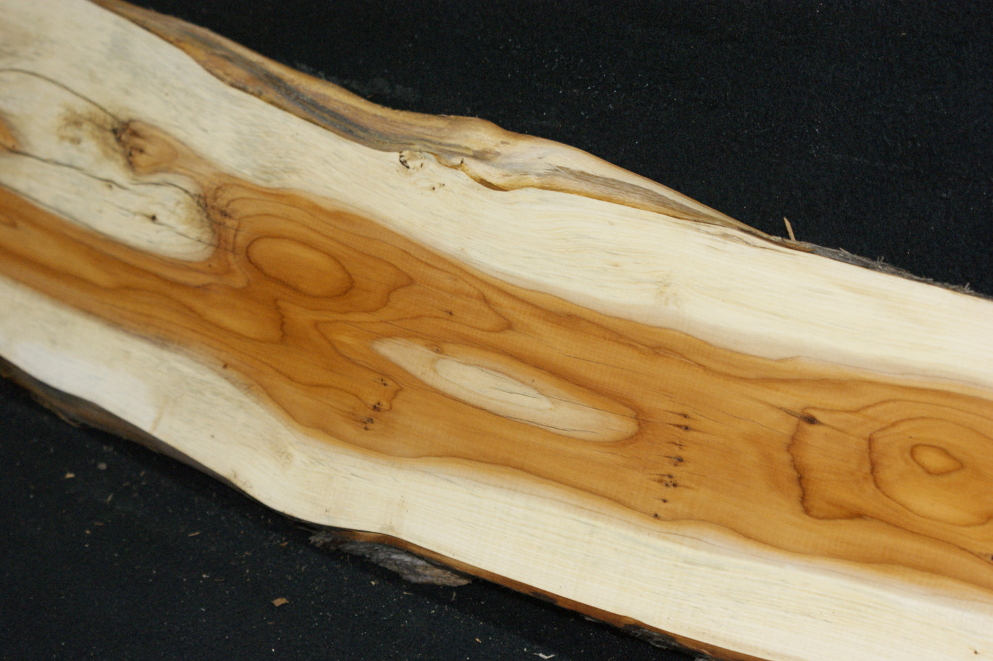 English Yew Shelf. (619)