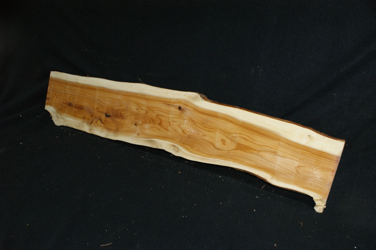 English Yew Shelf. (619)
