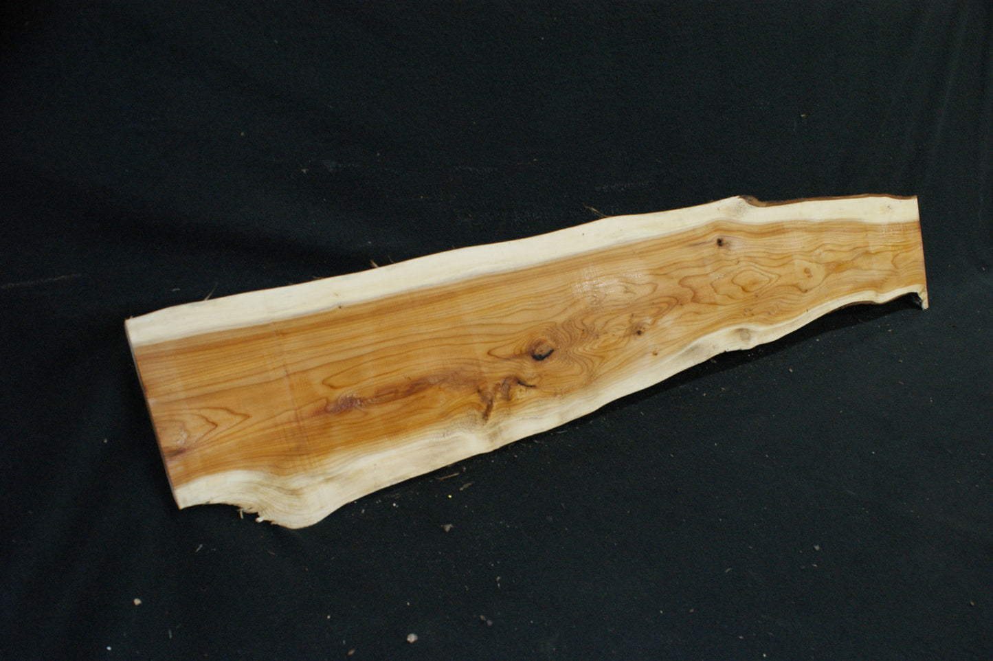 English Yew Shelf. (619)
