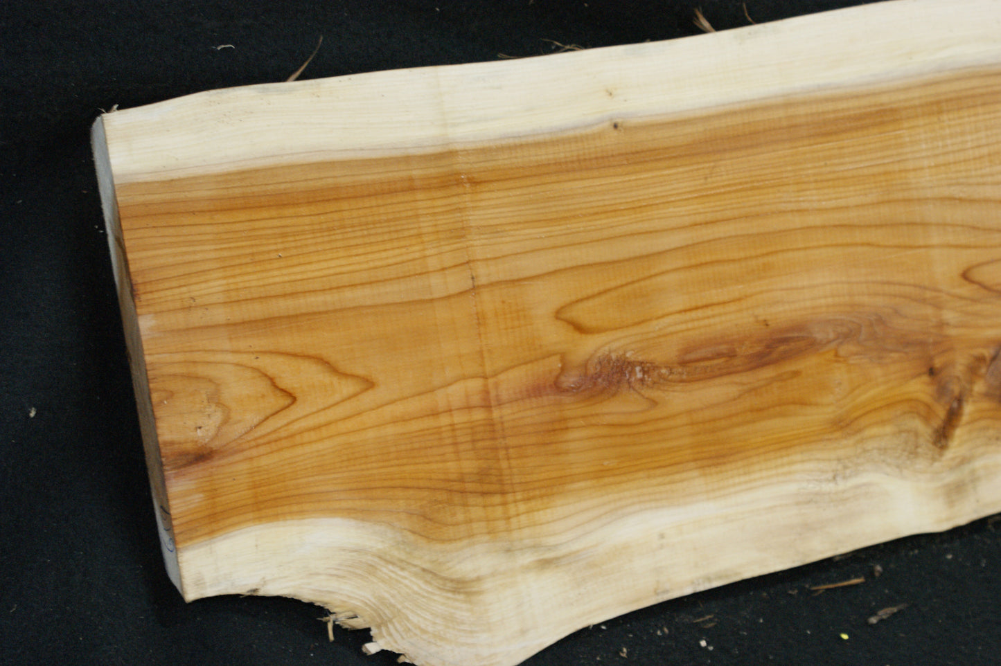 English Yew Shelf. (619)
