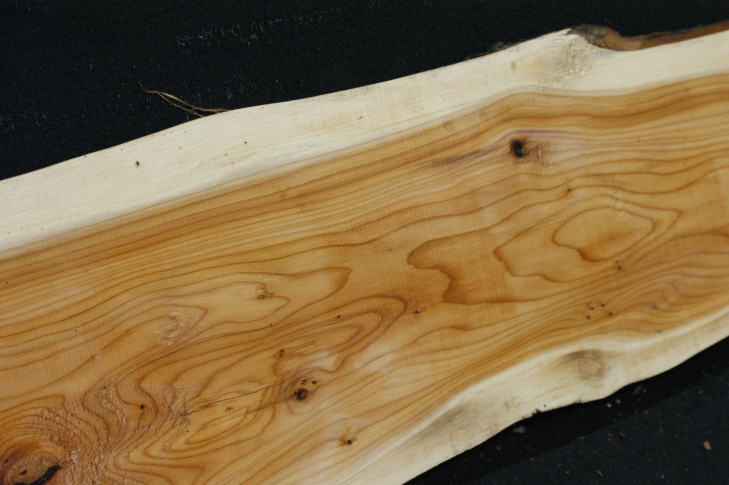 English Yew Shelf. (619)