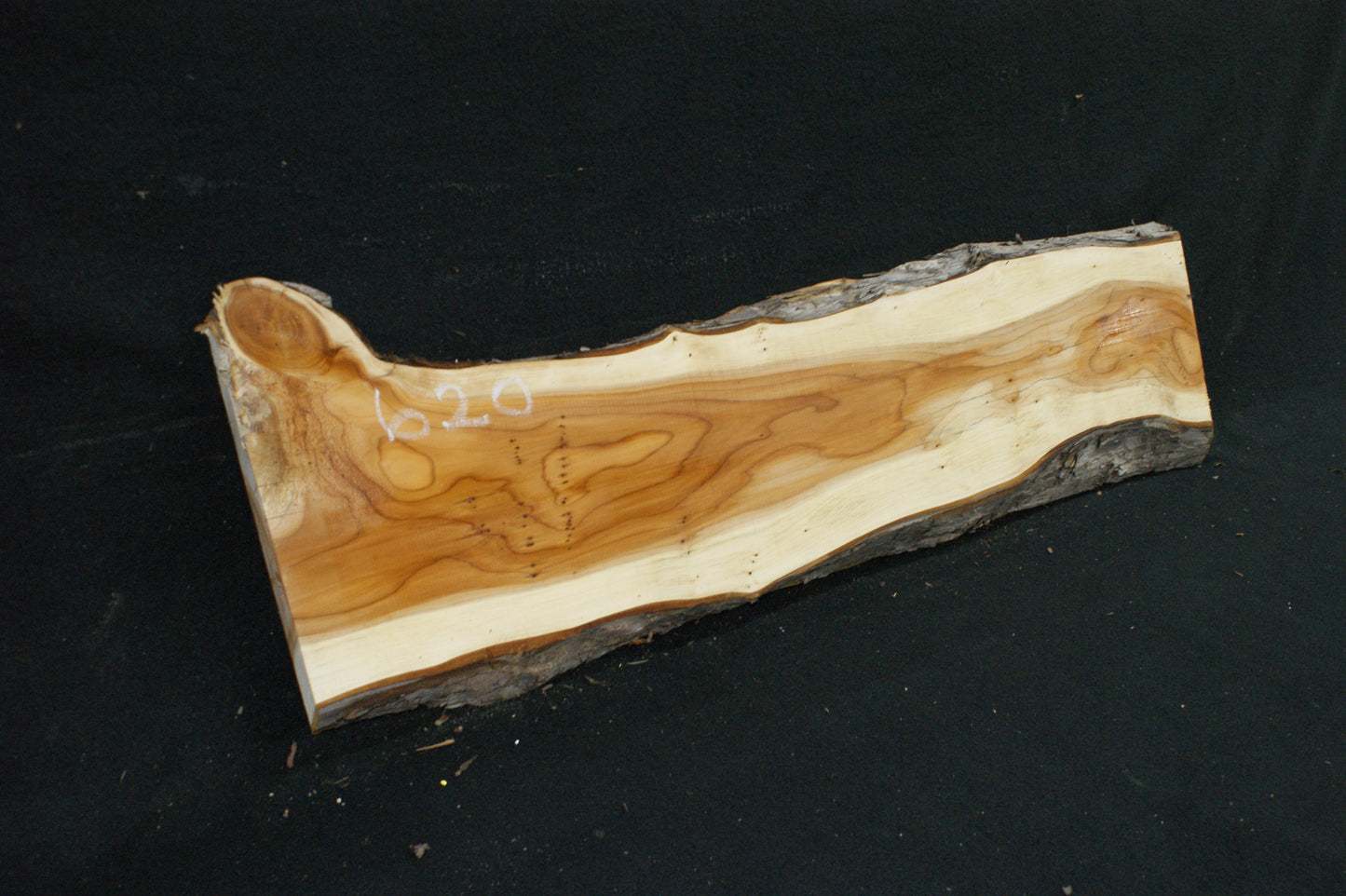 English Yew Shelf. (620)