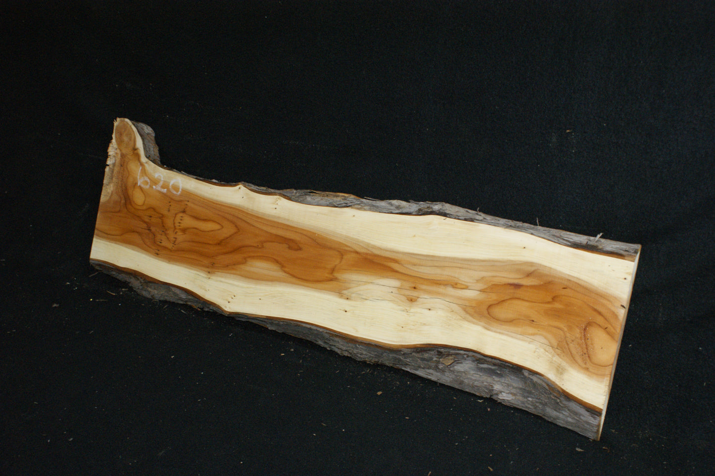 English Yew Shelf. (620)