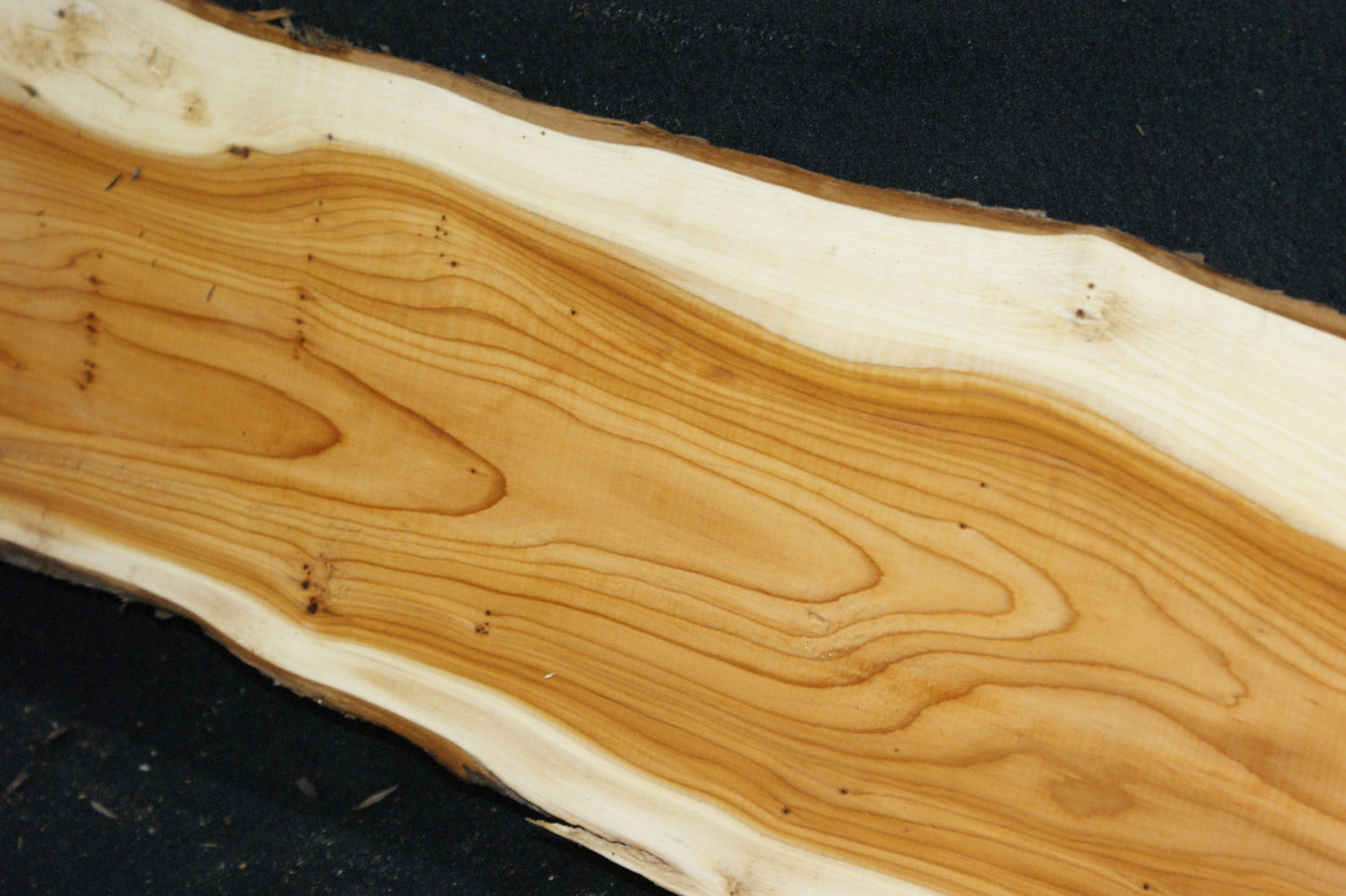 English Yew Shelf. (620)