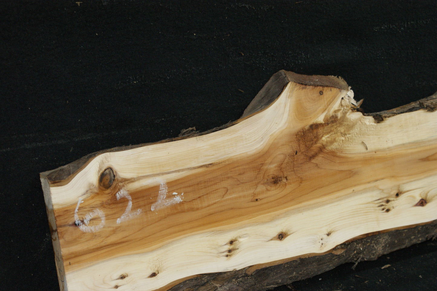 English Yew Shelf. (622)