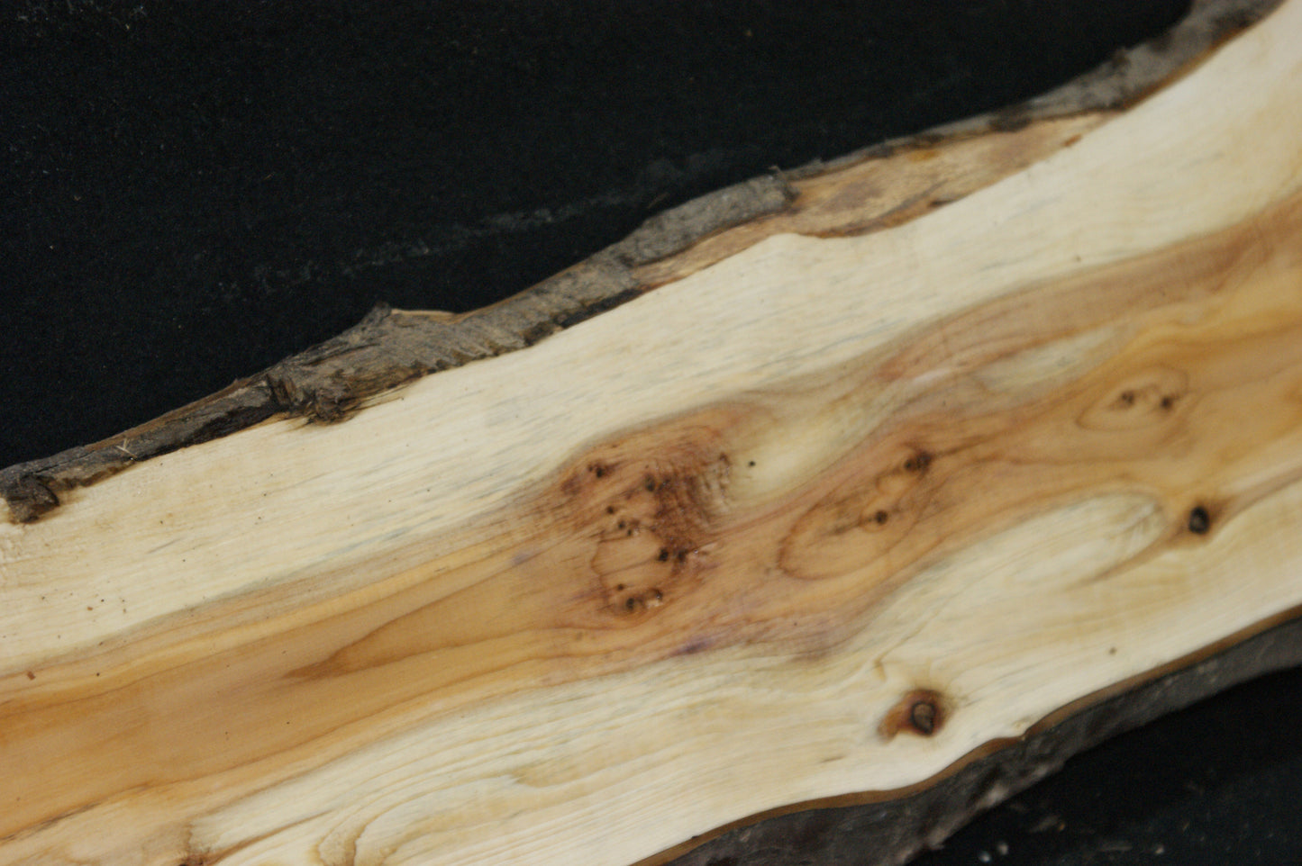 English Yew Shelf. (622)