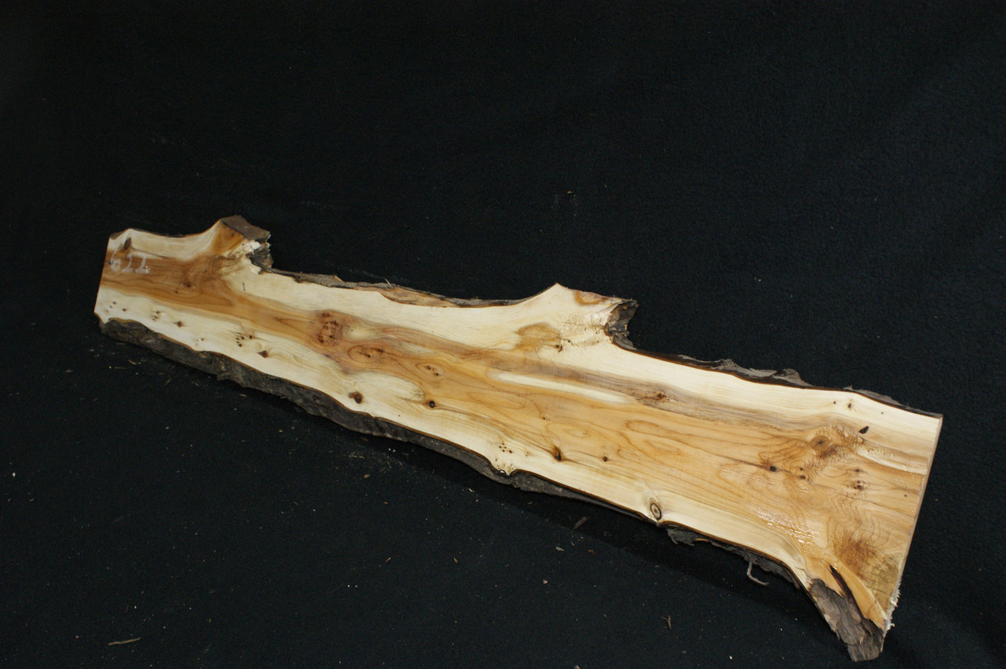 English Yew Shelf. (622)