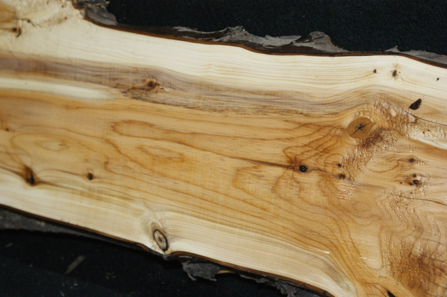 English Yew Shelf. (622)