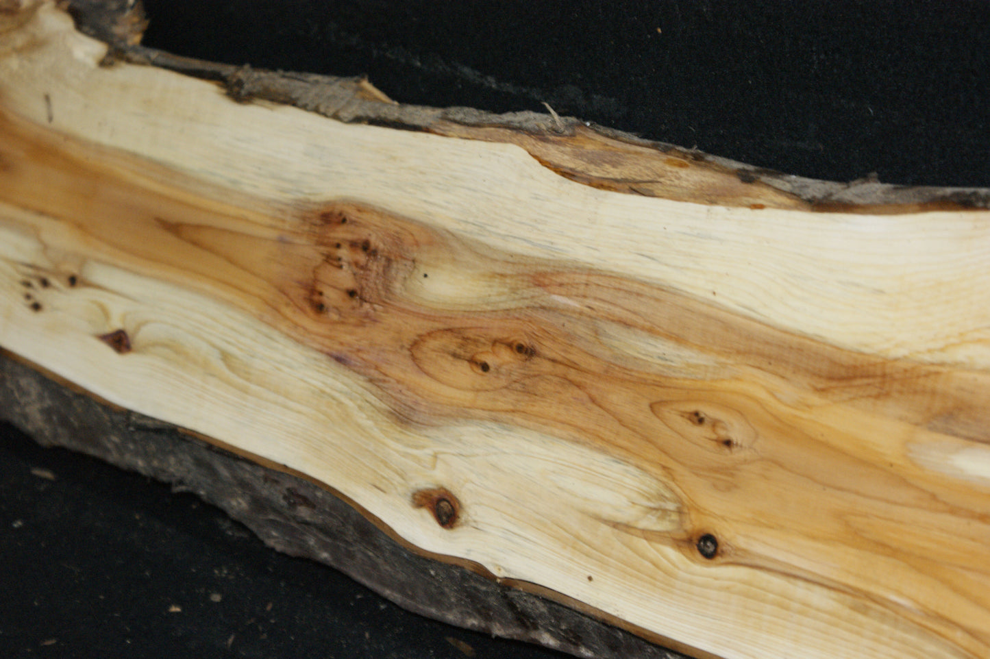 English Yew Shelf. (622)