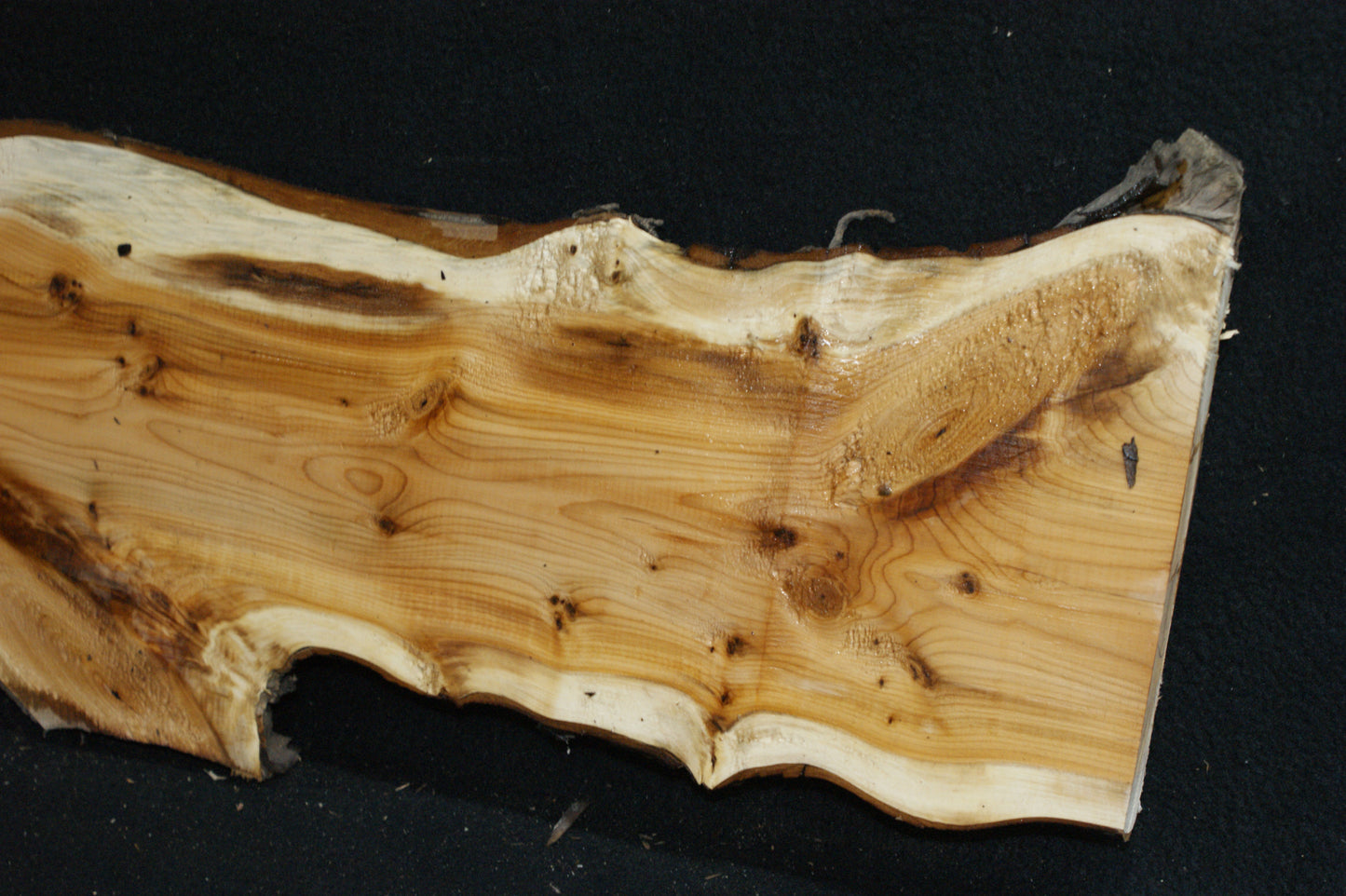 English Yew Shelf. (622)