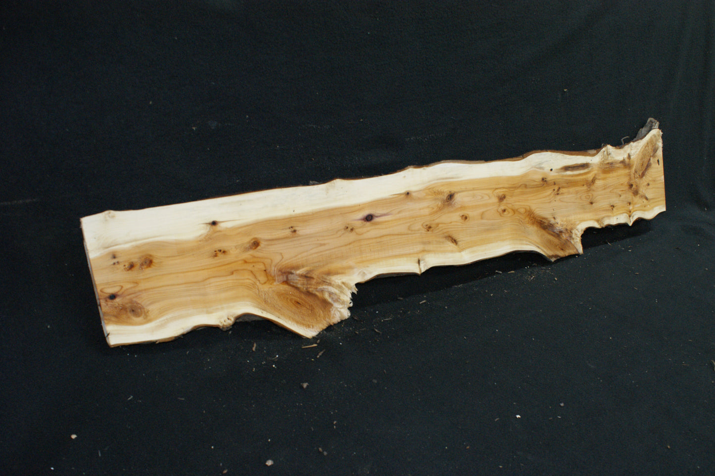 English Yew Shelf. (622)
