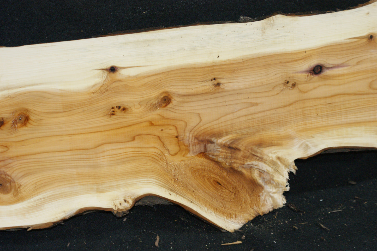 English Yew Shelf. (622)